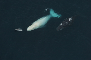Illustration for article titled These rare photos of Migaloo the albino humpback whale are astonishing